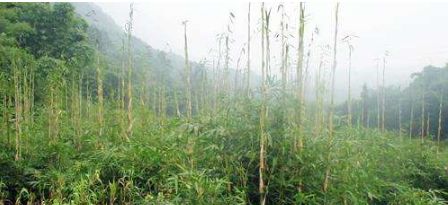 最新全国林木遗传育种专业大学排名